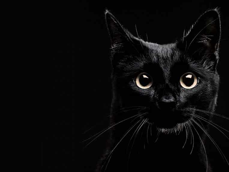 Gato preto sexta-feira 13