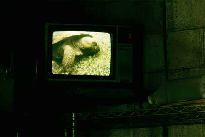 Documentário sobre tartarugas série The Boys